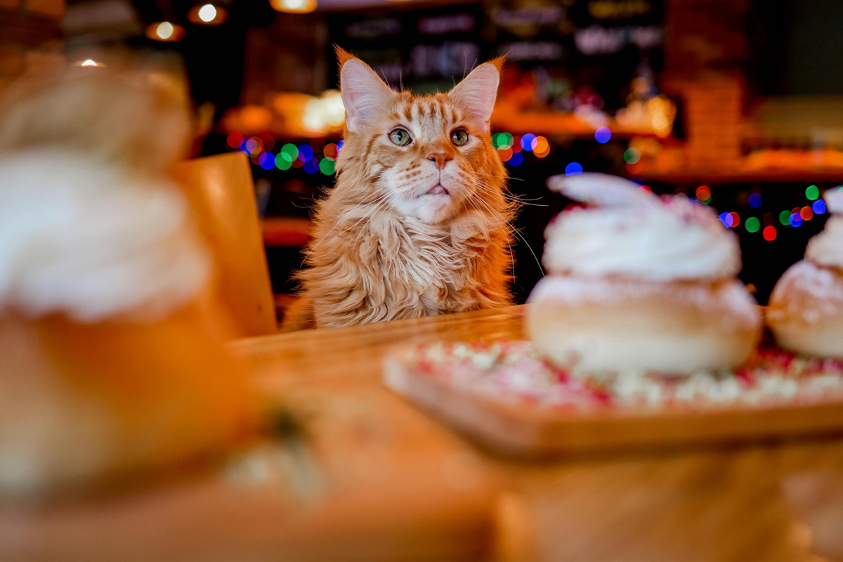 Title How Pet Cafés Promote Socialisation For You & Your Pet