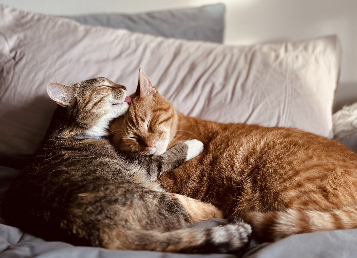 Pets That Represent Loyalty, Bonding, And Friendship