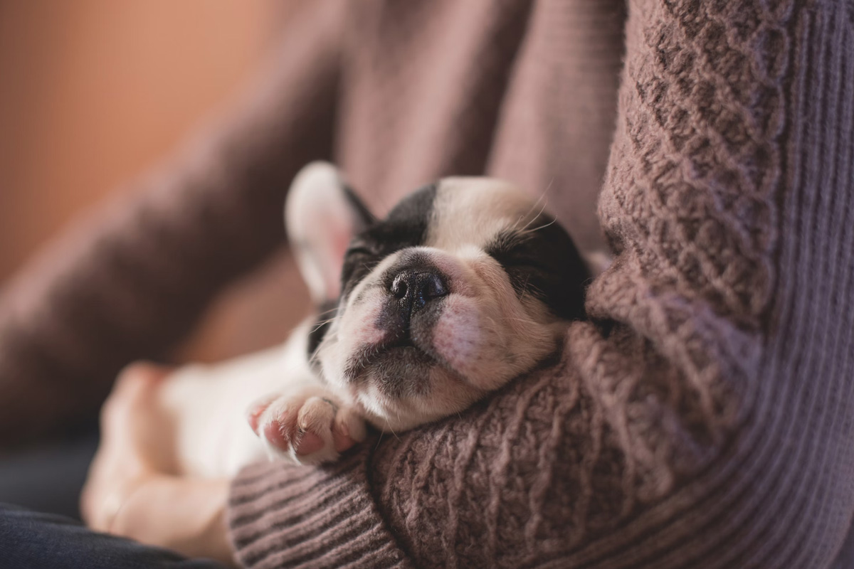 Pets That Represent Loyalty, Bonding, And Friendship