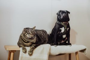 Pets That Represent Loyalty, Bonding, And Friendship