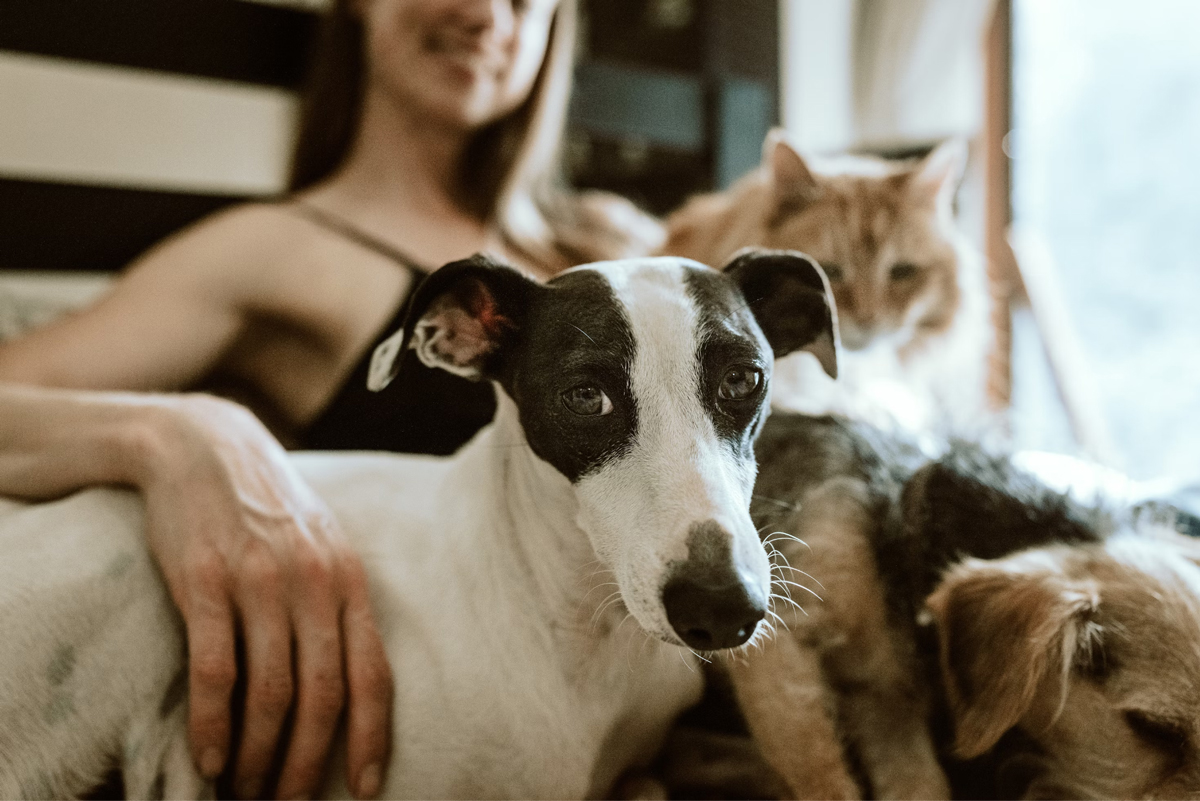 Pets That Represent Loyalty, Bonding, And Friendship