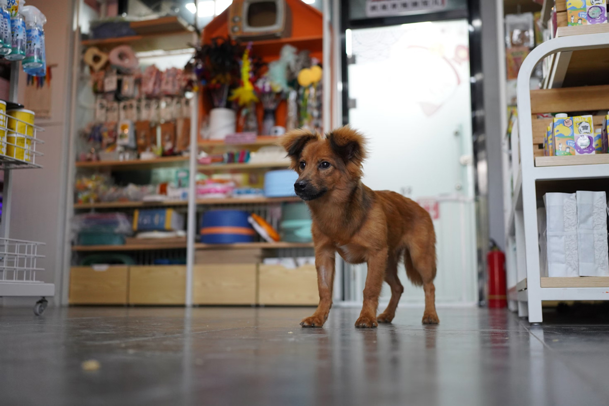 Pets That Represent Loyalty, Bonding, And Friendship