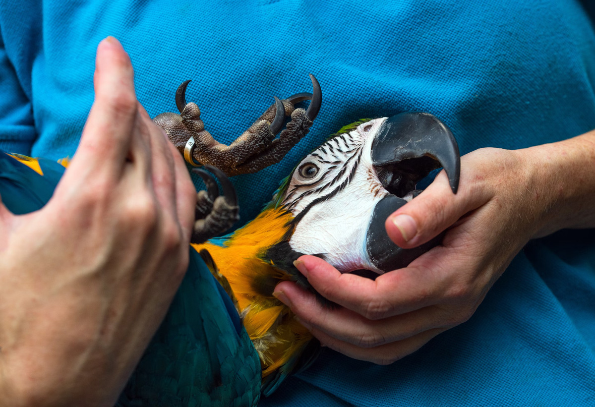 Pets That Represent Loyalty, Bonding, And Friendship