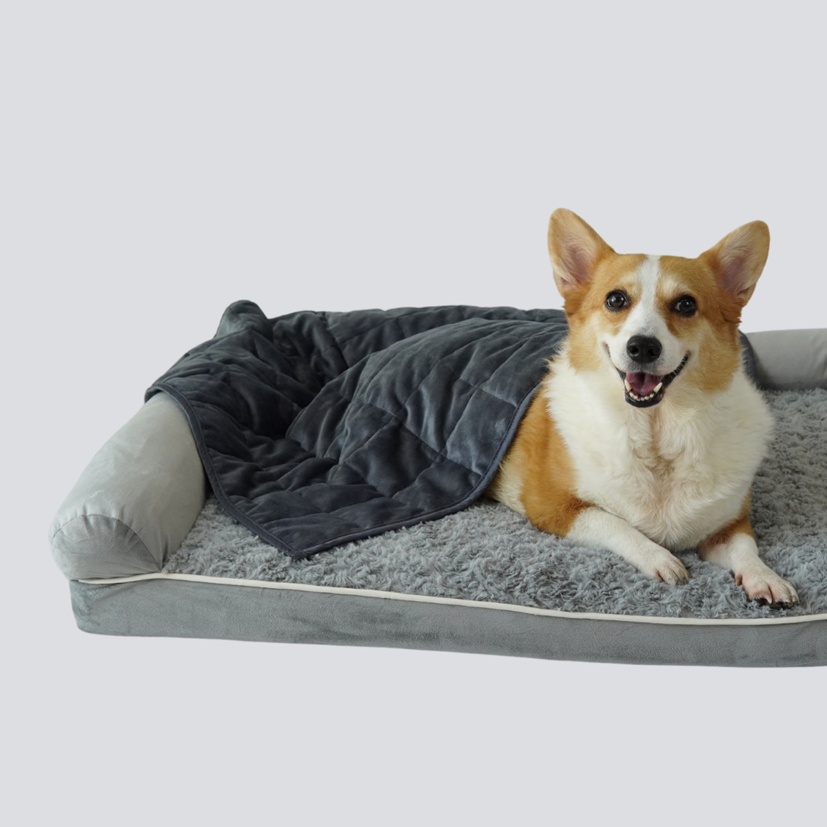 Sweet Dreams and Calm Hearts How KOMU is Revolutionising Pet Comfort in Singapore