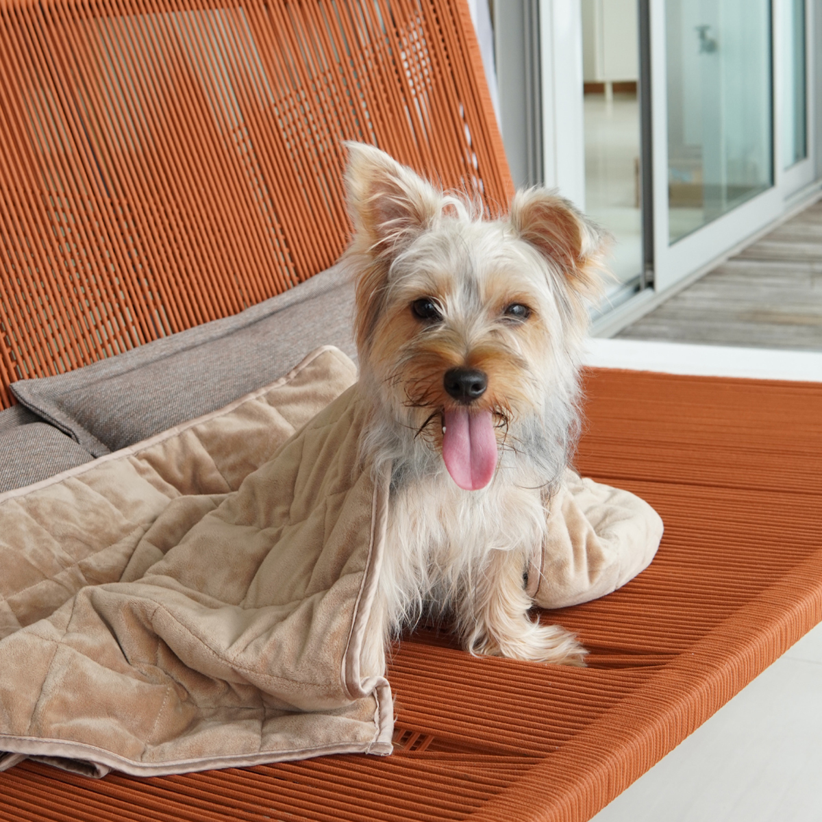 Sweet Dreams and Calm Hearts How KOMU is Revolutionising Pet Comfort in Singapore