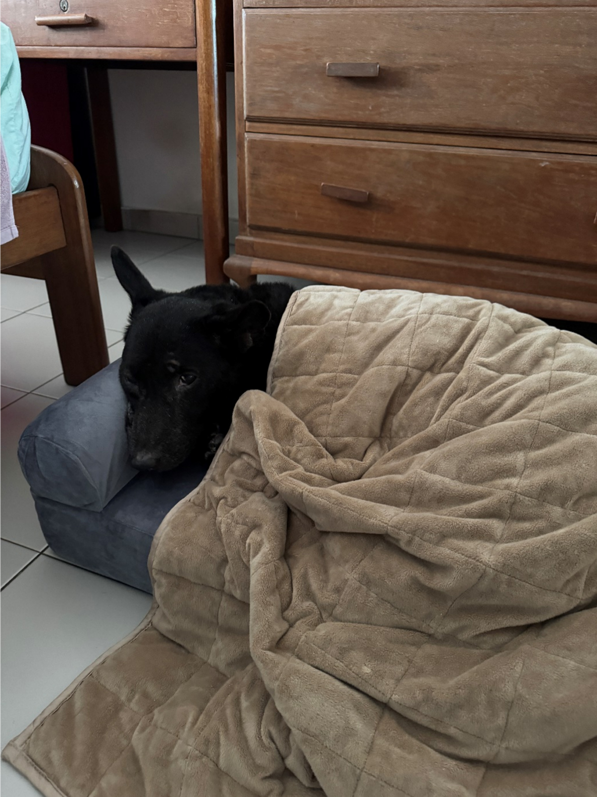 Sweet Dreams and Calm Hearts How KOMU is Revolutionising Pet Comfort in Singapore