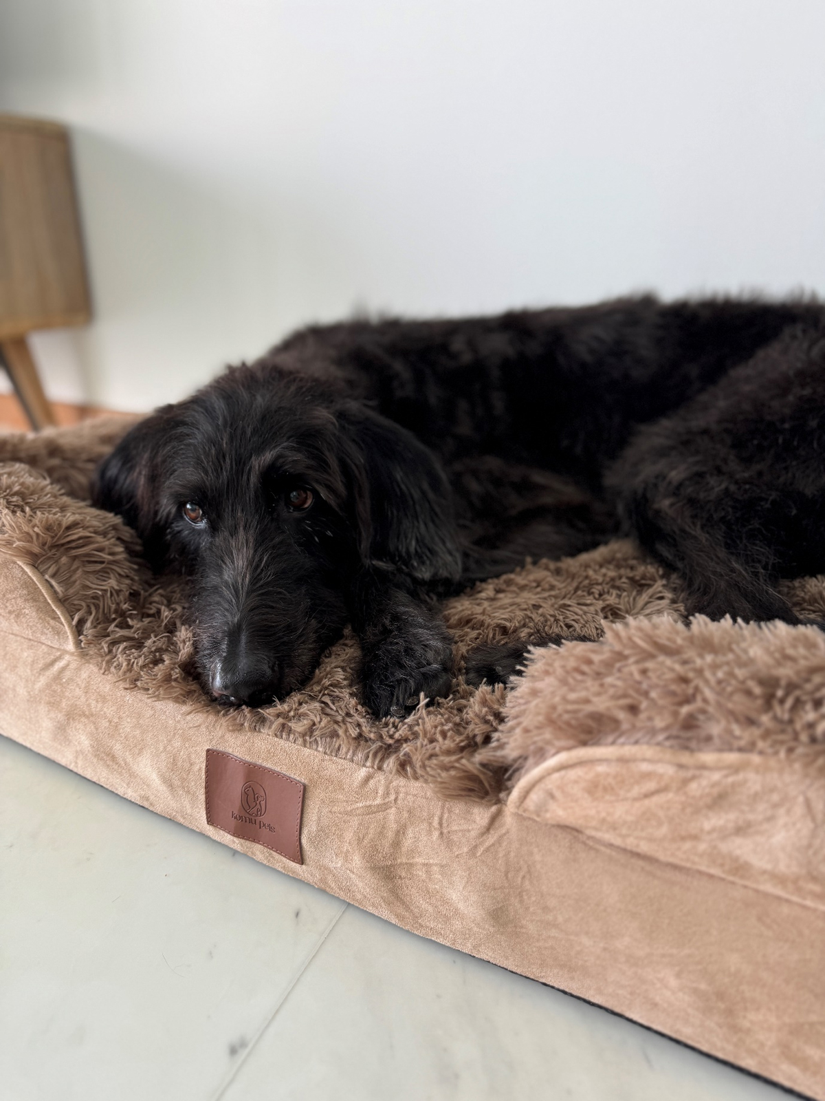 Sweet Dreams and Calm Hearts How KOMU is Revolutionising Pet Comfort in Singapore