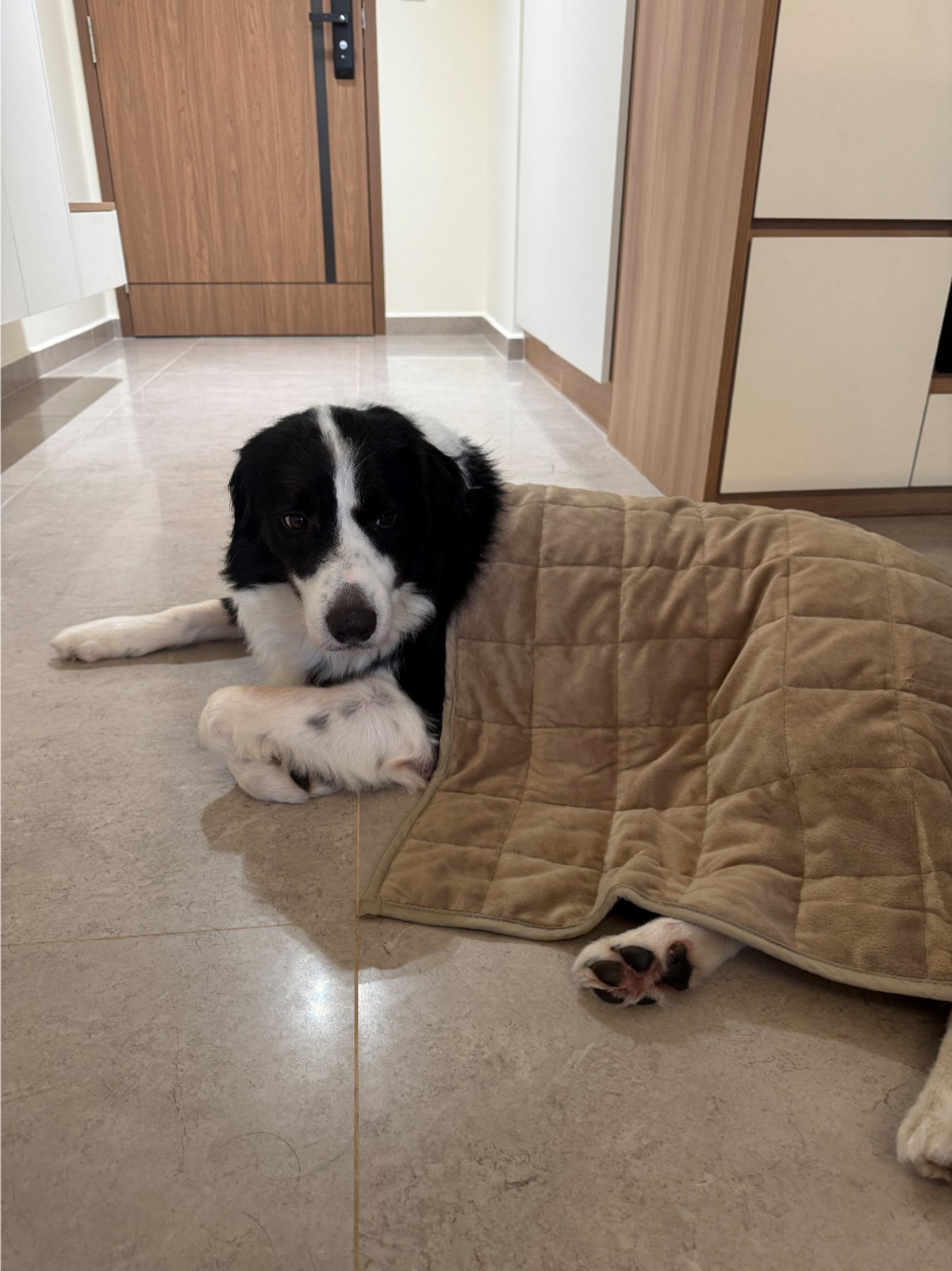 Sweet Dreams and Calm Hearts How KOMU is Revolutionising Pet Comfort in Singapore
