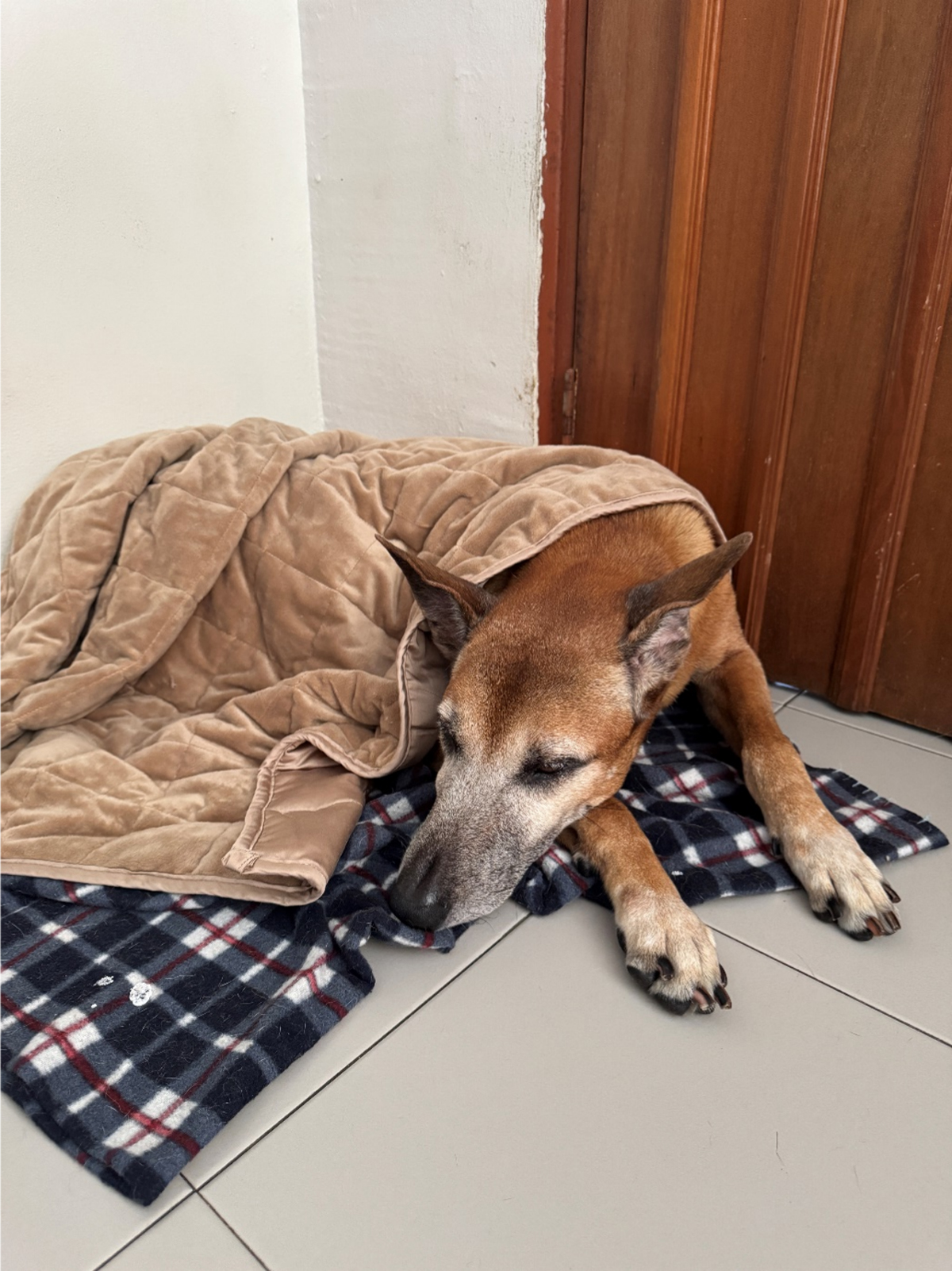 Sweet Dreams and Calm Hearts How KOMU is Revolutionising Pet Comfort in Singapore