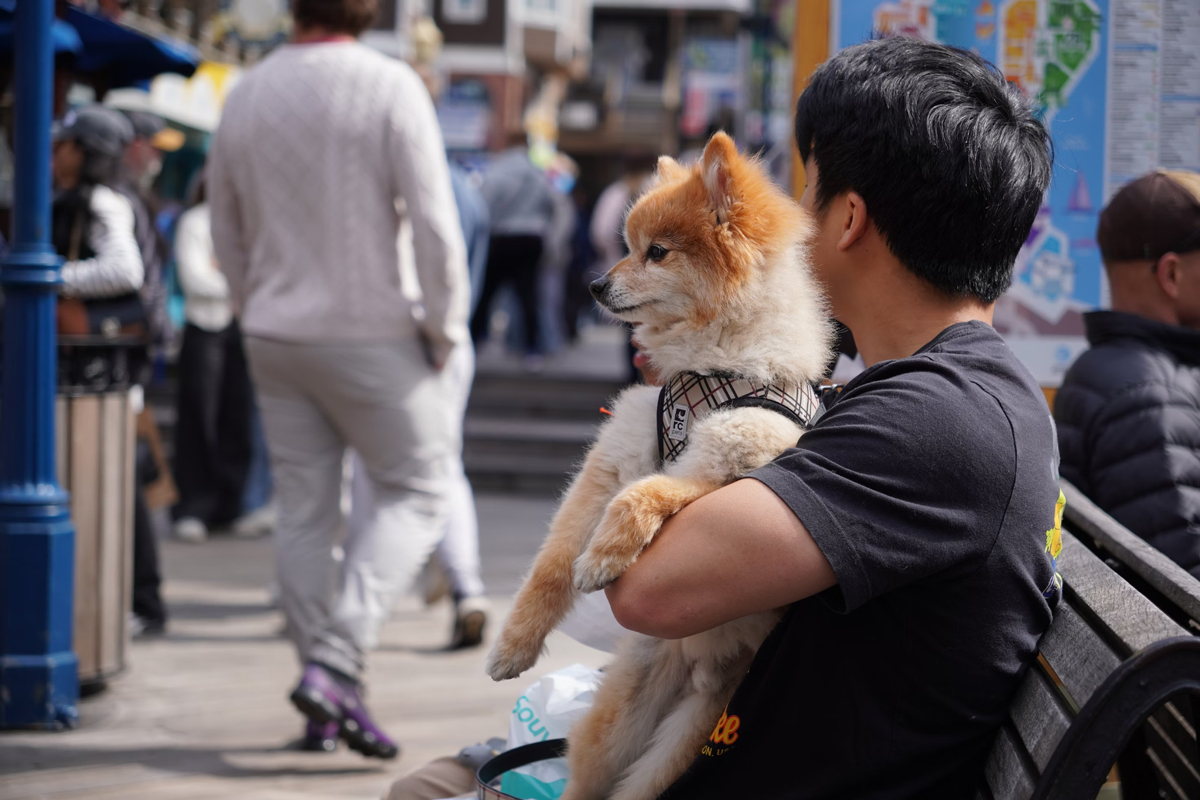 The Role Of Pets In Strengthening Racial Unity In Communities