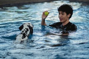 Hydrotherapy Vs Swimming What’s Best For Injured Dogs