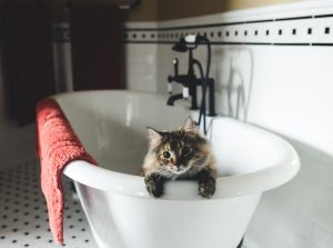 Grooming Wipes Or Baths Which One Works Better For Cats