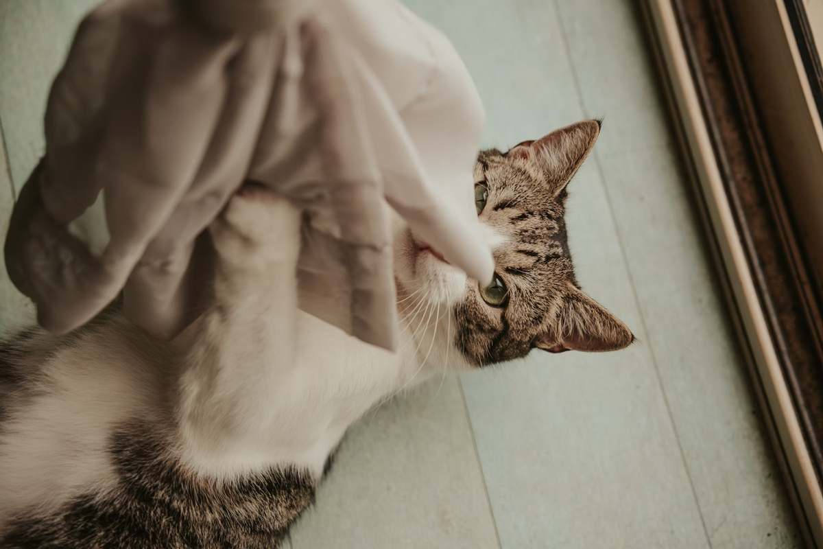 Grooming Wipes Or Baths Which One Works Better For Cats