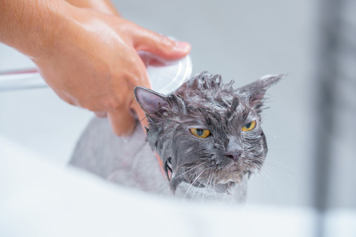 Grooming Wipes Or Baths Which One Works Better For Cats