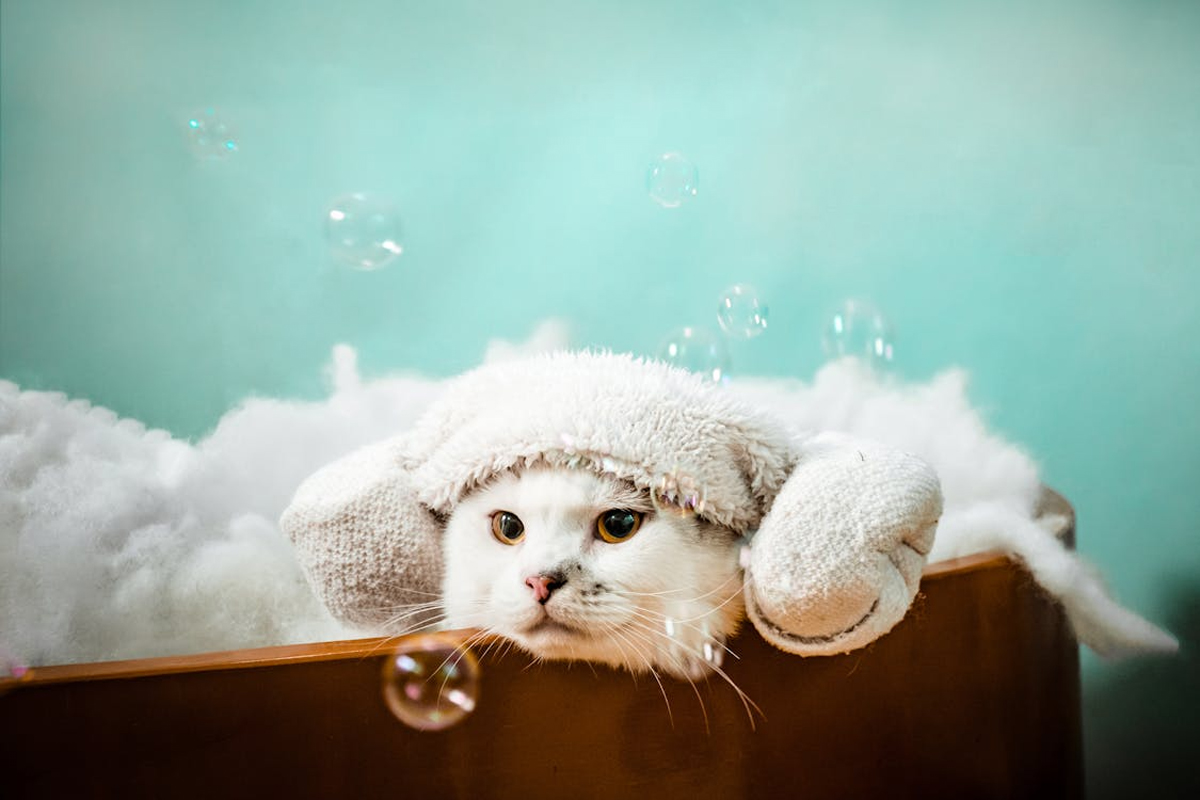 Grooming Wipes Or Baths Which One Works Better For Cats