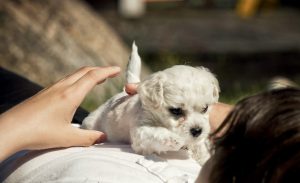 Ways To Make World Animal Day An Entire Weekend Affair