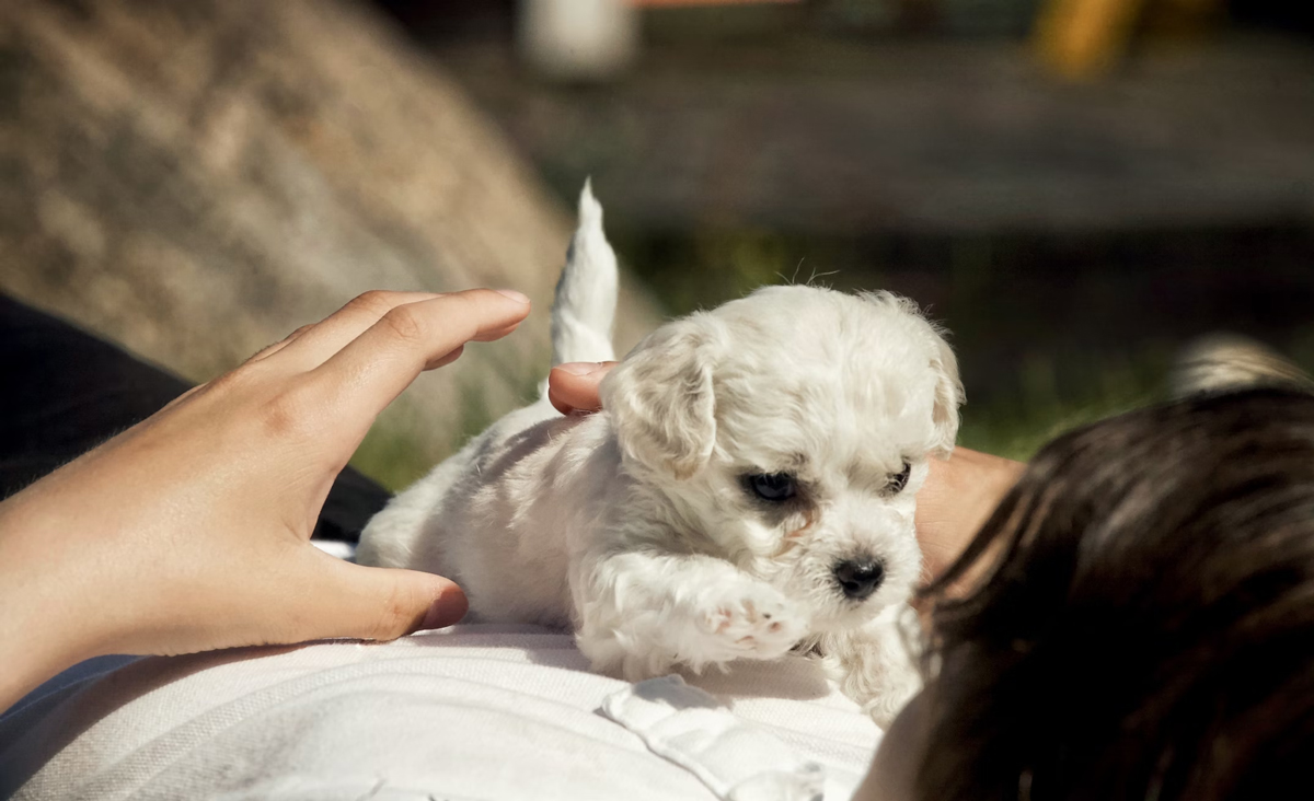 Ways To Make World Animal Day An Entire Weekend Affair