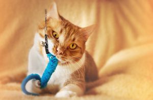 Boredom Begone 10 Fun Ways To Keep Your Cat Mentally Active