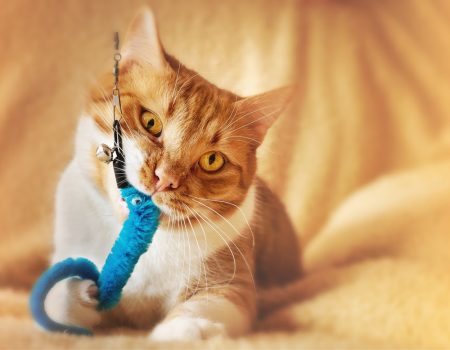 Boredom Begone 10 Fun Ways To Keep Your Cat Mentally Active