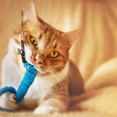 Boredom Begone 10 Fun Ways To Keep Your Cat Mentally Active