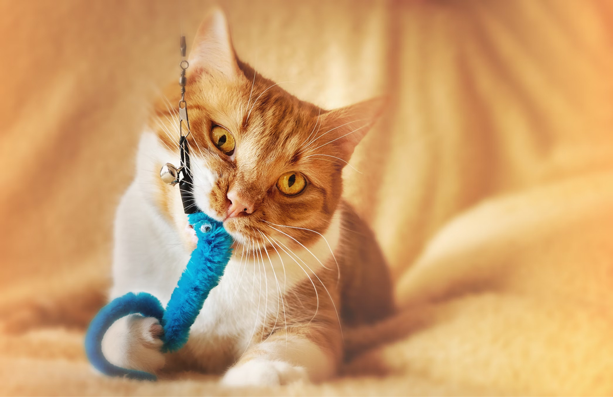 Boredom Begone 10 Fun Ways To Keep Your Cat Mentally Active