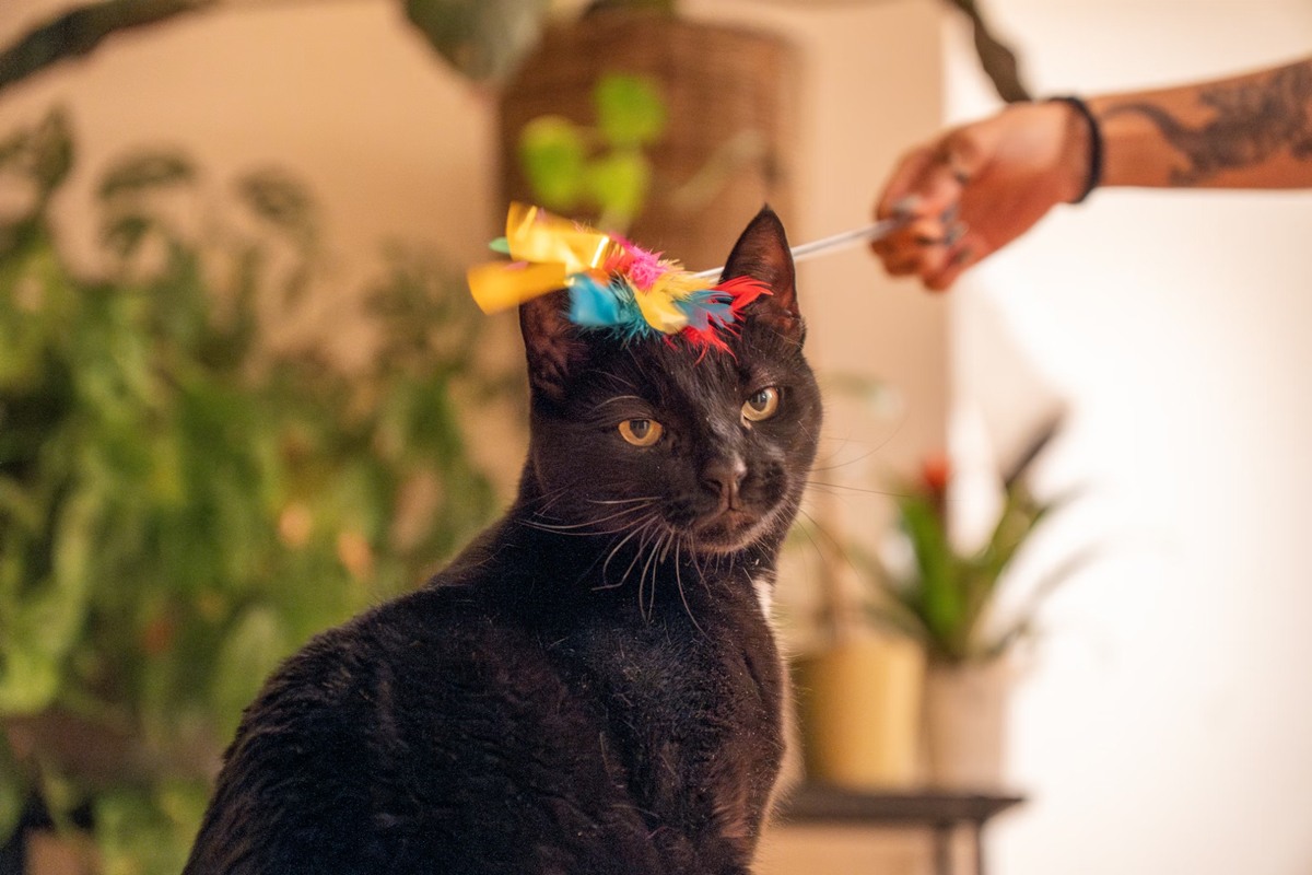 Boredom Begone 10 Fun Ways To Keep Your Cat Mentally Active