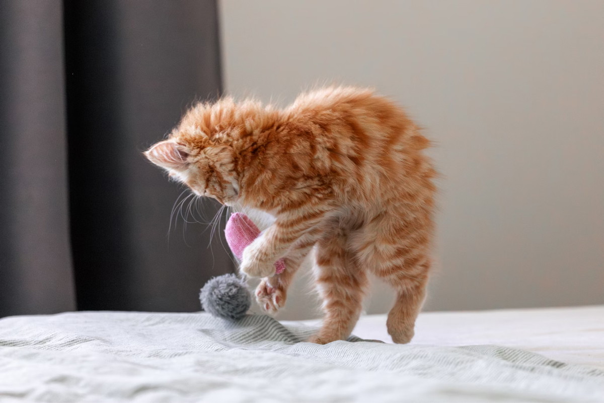 Boredom Begone 10 Fun Ways To Keep Your Cat Mentally Active