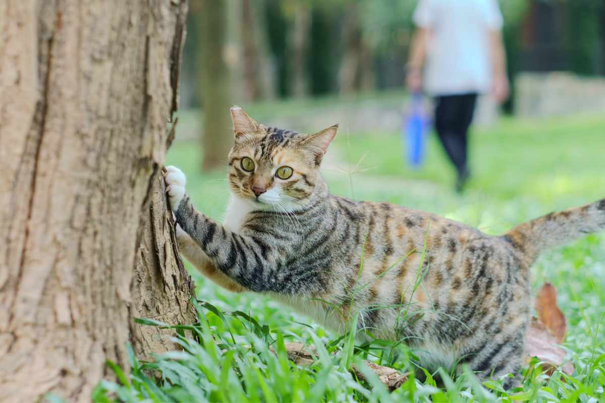 Boredom Begone 10 Fun Ways To Keep Your Cat Mentally Active
