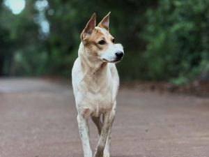 Can Dogs Develop Allergies Later in Life What You Need to Know