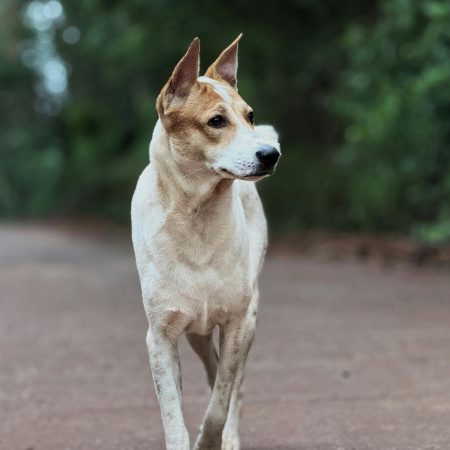 Can Dogs Develop Allergies Later in Life What You Need to Know