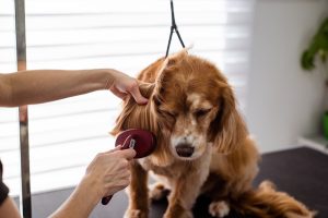 Is Your Dog Shedding Too Much? Here’s How To Take Control