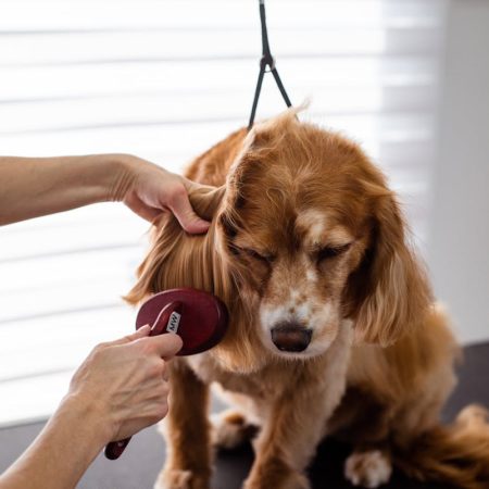 Is Your Dog Shedding Too Much? Here’s How To Take Control