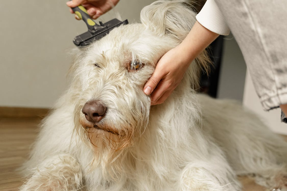 Is Your Dog Shedding Too Much? Here’s How To Take Control