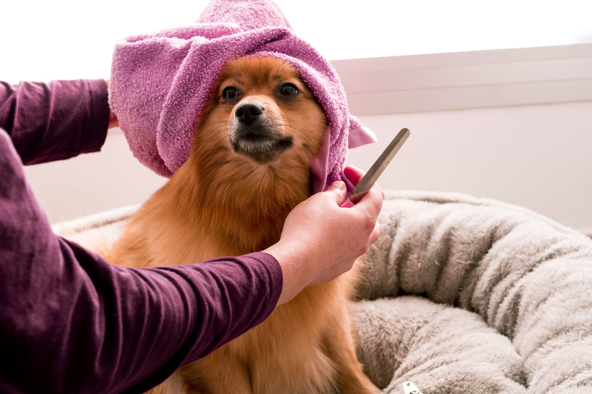 Is Your Dog Shedding Too Much? Here’s How To Take Control