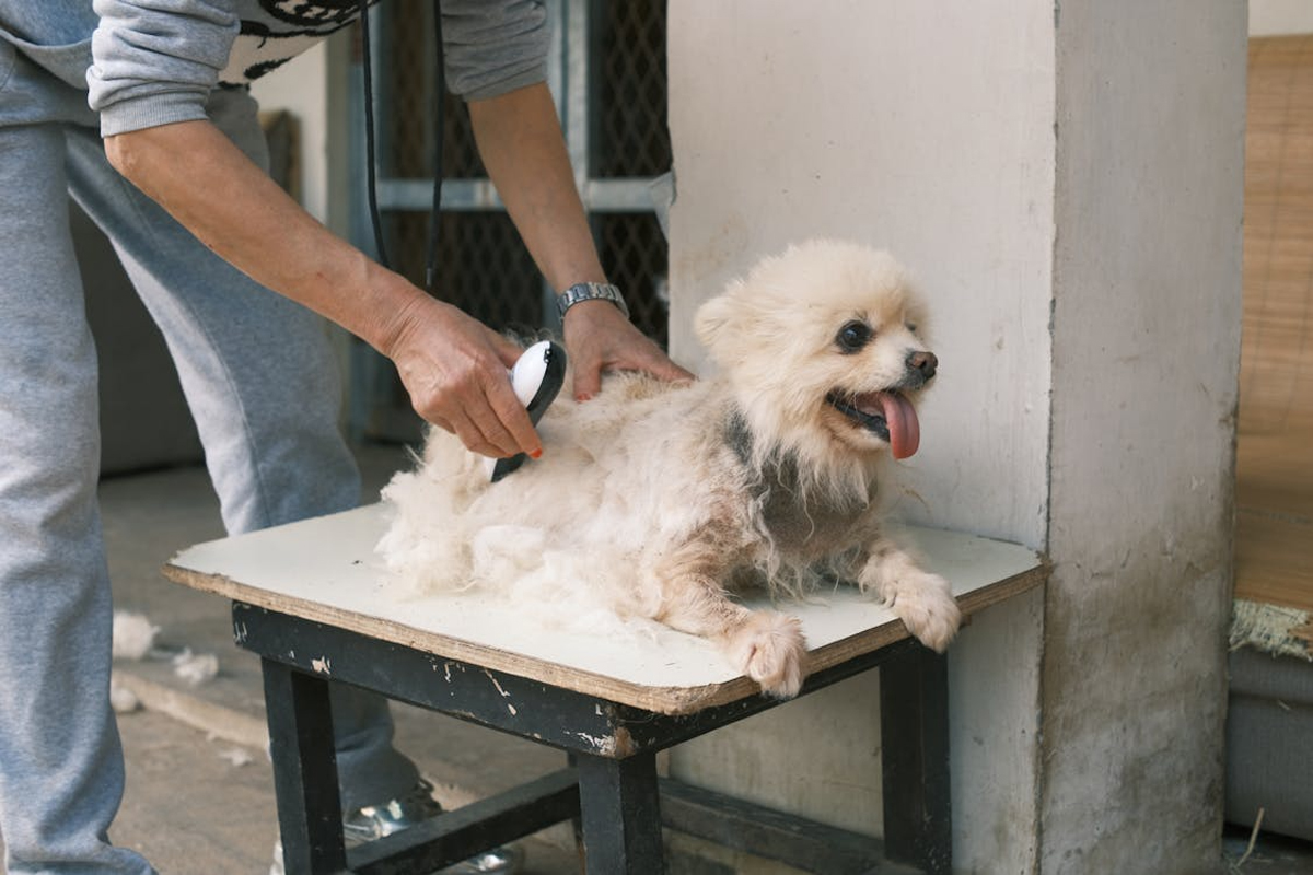 Is Your Dog Shedding Too Much? Here’s How To Take Control