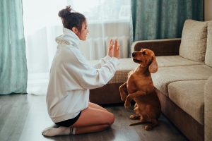 Training Your Pets to Do Tricks - How to Avoid Overusing Treats and Prevent Weight Gain