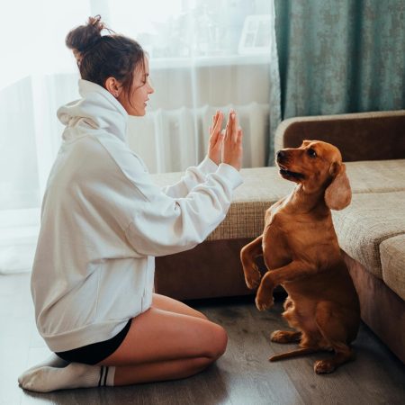 Training Your Pets to Do Tricks - How to Avoid Overusing Treats and Prevent Weight Gain