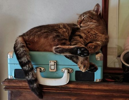 Pet-Proofing Your Home: Making Small Spaces Safe for Puppies, Kittens & Small Animals