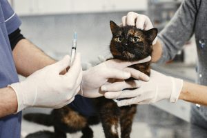 A New Pawrent's Guide to Singapore Pet Regulations from Vaccinations, Licensing to Microchipping