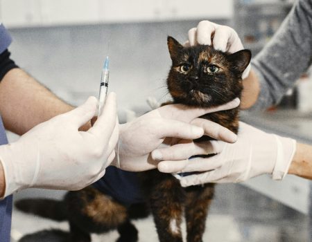 A New Pawrent's Guide to Singapore Pet Regulations from Vaccinations, Licensing to Microchipping
