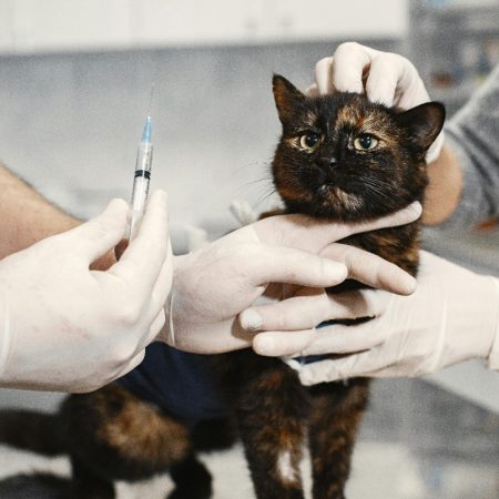 A New Pawrent's Guide to Singapore Pet Regulations from Vaccinations, Licensing to Microchipping