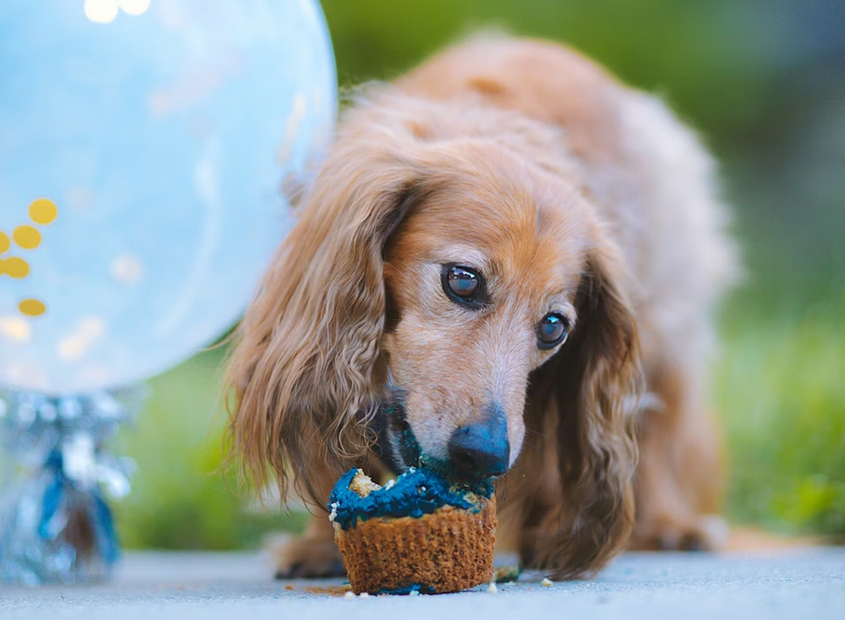 Best Places In Singapore To Order Cakes For Your Pets | Clubpets