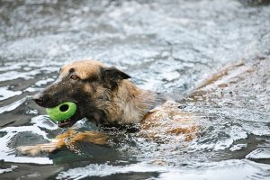 Hydrotherapy Benefits For Dogs With Festive Anxiety | Clubpets
