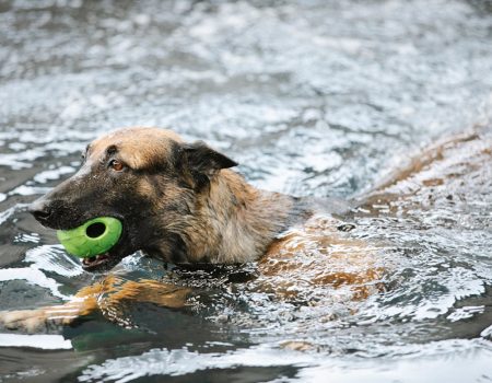 Hydrotherapy Benefits For Dogs With Festive Anxiety | Clubpets
