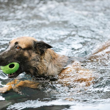 Hydrotherapy Benefits For Dogs With Festive Anxiety | Clubpets