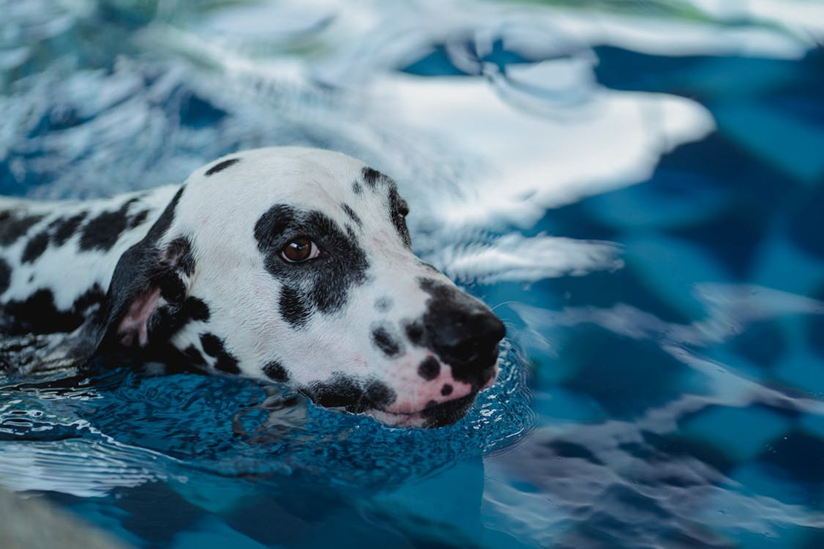 Hydrotherapy Benefits For Dogs With Festive Anxiety | Clubpets