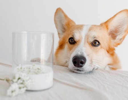 Is Goat Milk Good For Pets A Complete Owner’s Guide