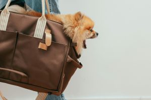 What's New for your Furkids in 2026 Pet Trends to Watch