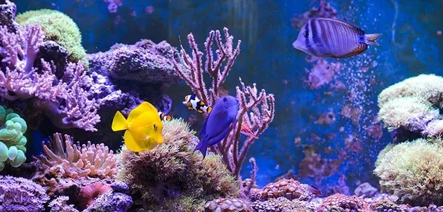 5 Reasons Why Fish Make Good Pets