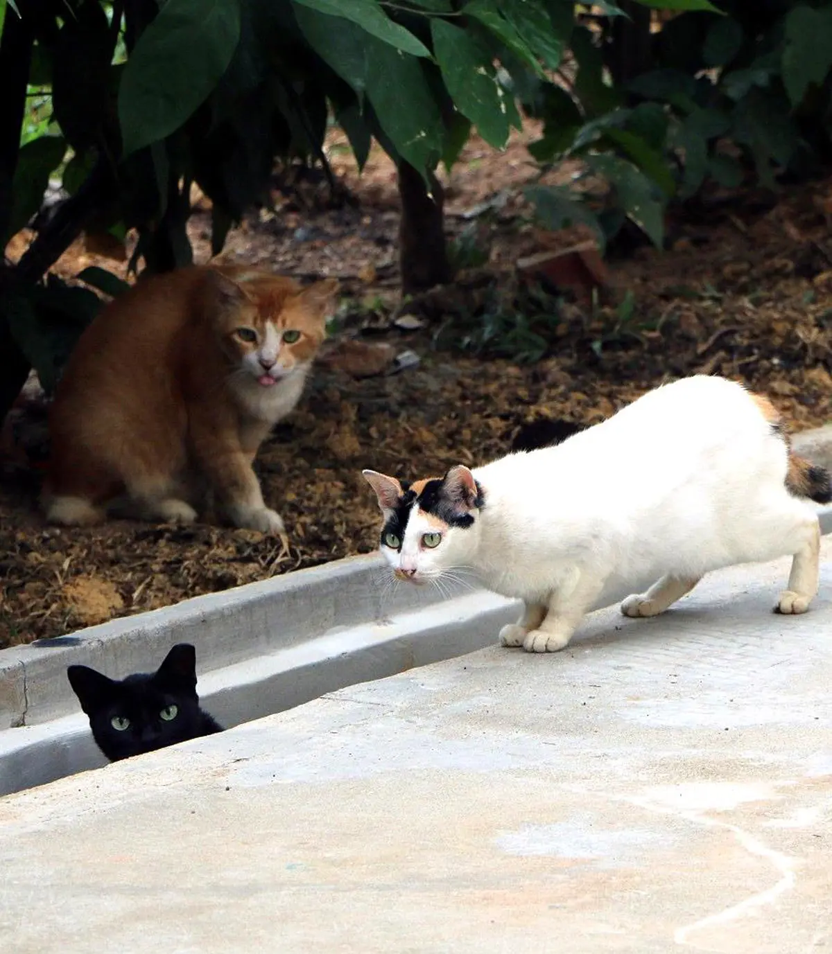 Good Neighbours A Guide to Community Cats in Singapore